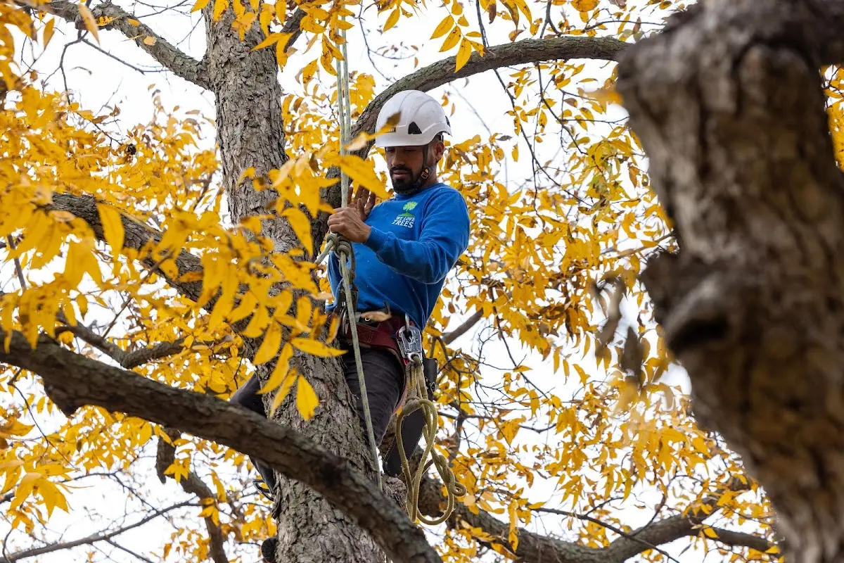 Skilled Tree Transplanting crew working in Pecos